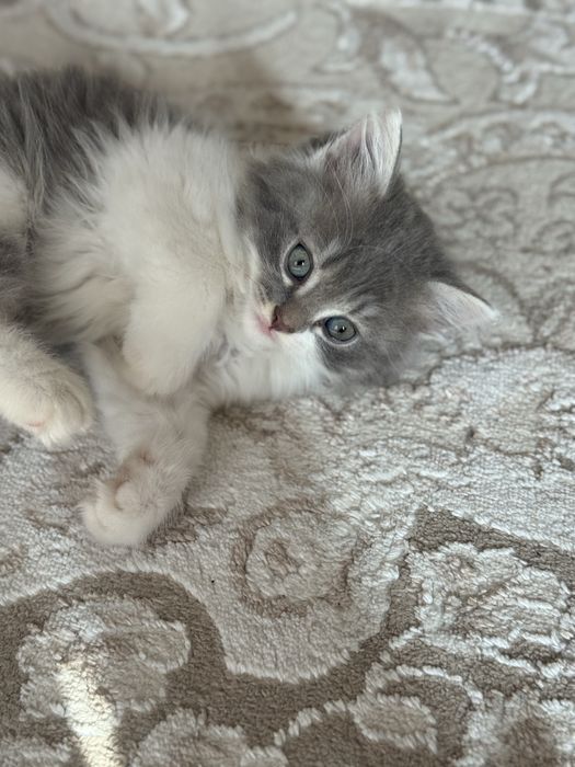 вислоухие котята