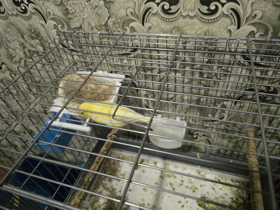 Продаётся канарейка