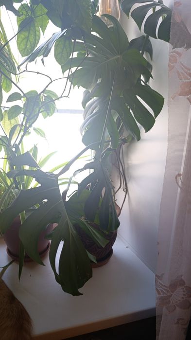 Монстера растения