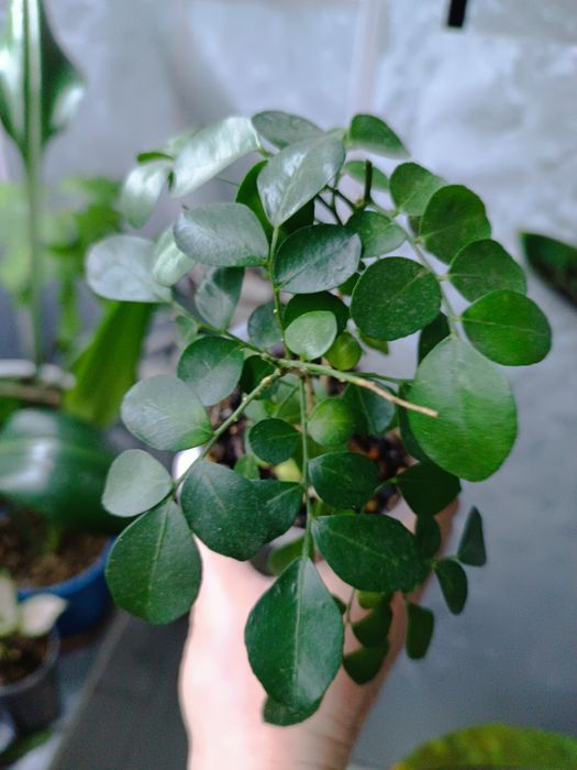 Комнатные растения