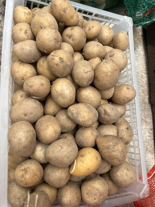 Продам семена,сорт Павлодарский