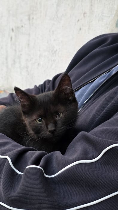 Отдам котят 3 мес