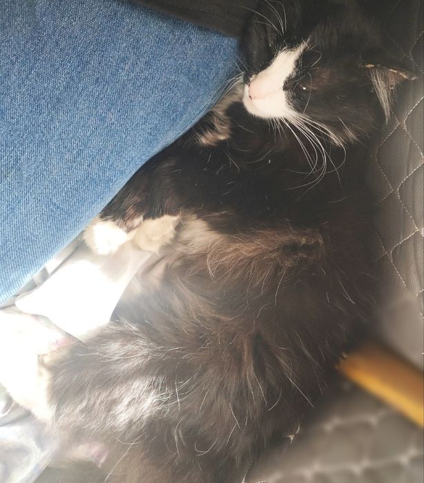 Отдам кота в хорошие руки!