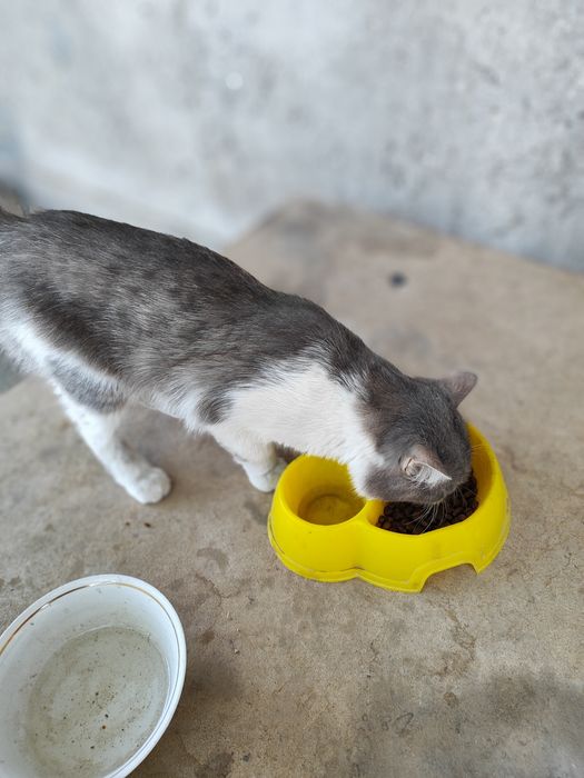 Отдам за даром кот KITY