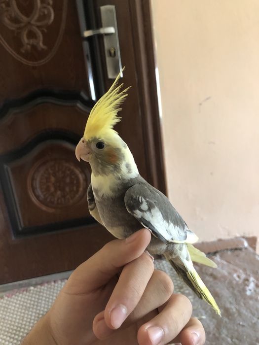 Карелла ва неразлучники ручнойла