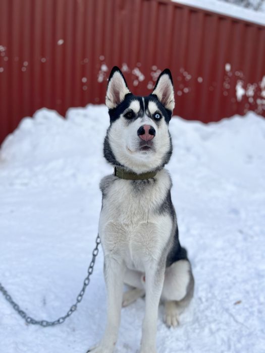 Кобель хаски для вязки