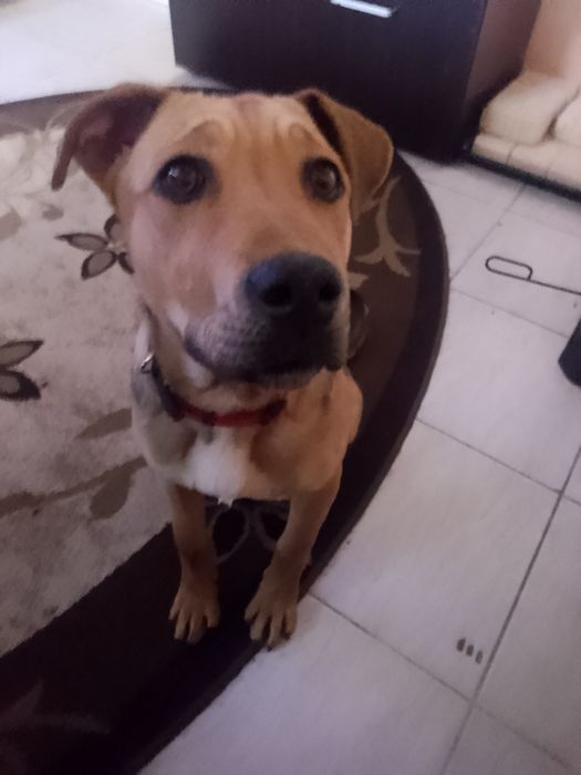 Питбул женски  стафордширски териер