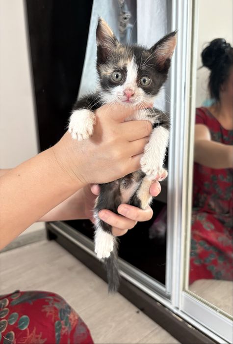 Мысықтар маленькие