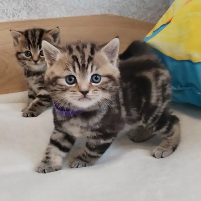 Скотиш страй   1 месяц неделя..Самостоятельные.