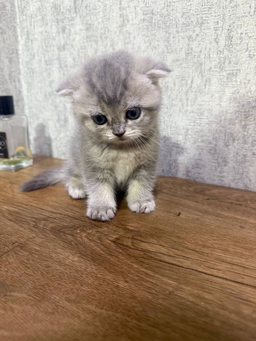 British shorthair sotiladi
