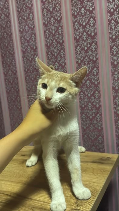 Котенок 4-5 месяцев отдам в хорошие руки