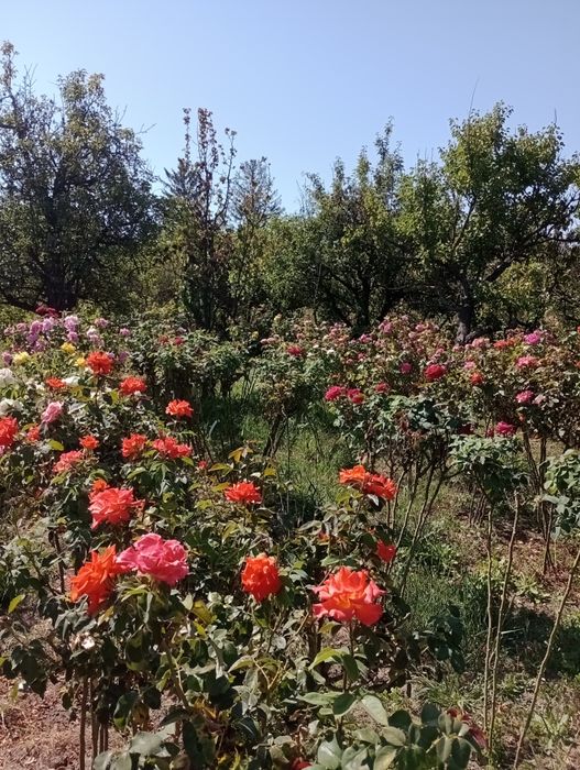 Trandafiri pomișori,17 culori,înălțimea 1.20-1.40m.