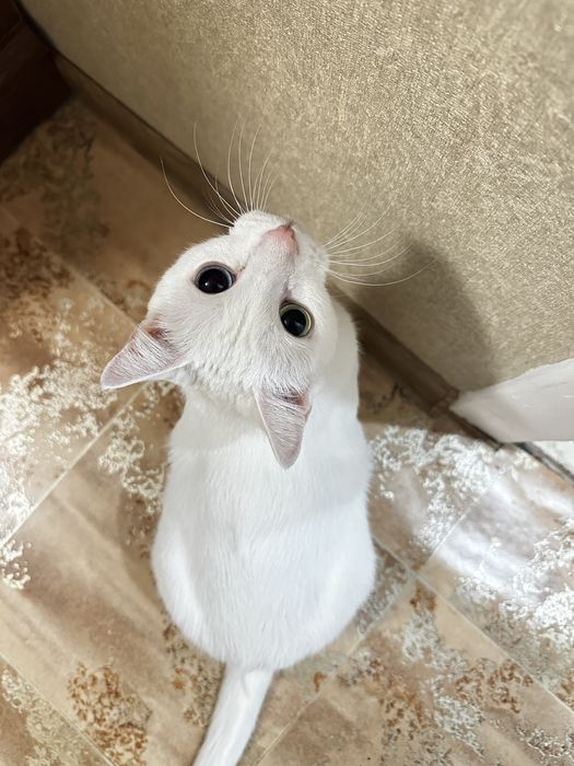 Кот с гетерохромией