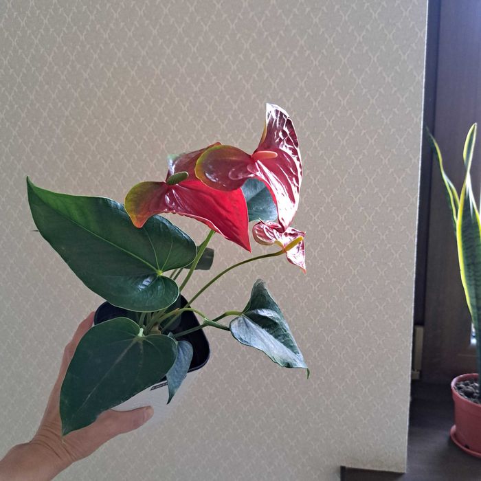 Антуриум мужская счастье