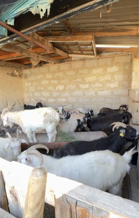 Ешкілер бар арзан бағасы келісімді