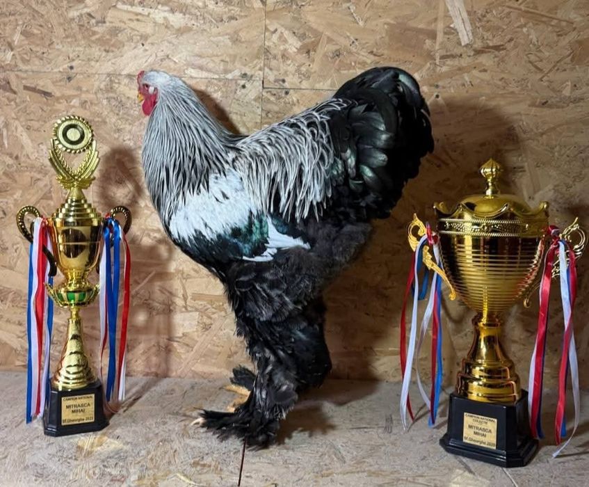Brahma tineret 2026