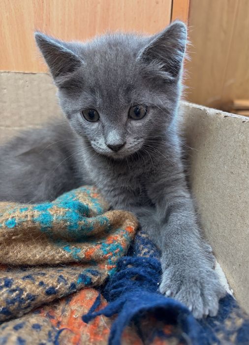 Котята в добрые руки