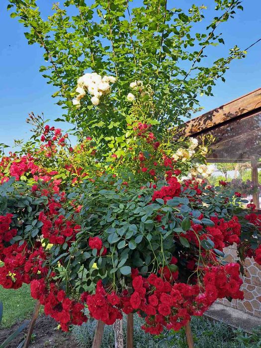 Продава се Парцел в с. Окоп, Област Ямбол - 1250 кв.м за 52 €/кв.м - Снимка #5