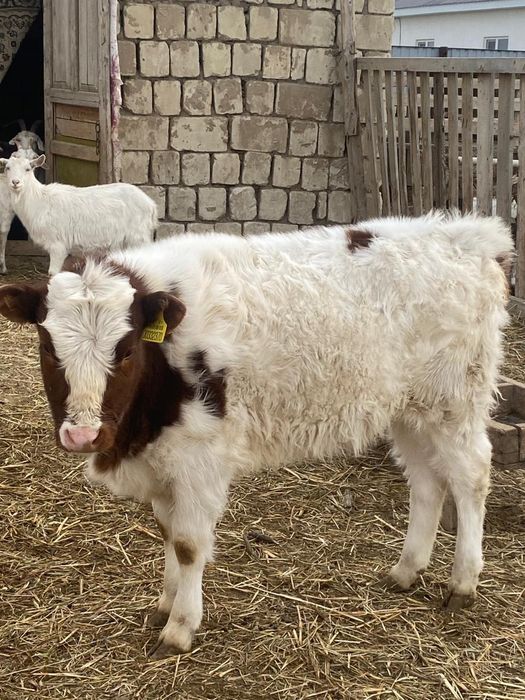 Бұзаулы сиыр сатылады