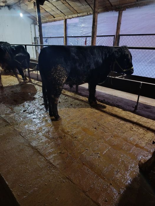 Ынымак аулында тур