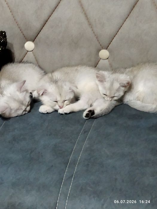 Продажа шотланских котят