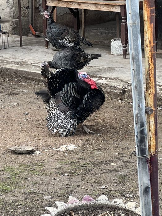 Индьюки 2          м