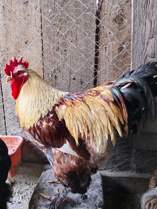 Cocoș tânăr incaltat 11 luni