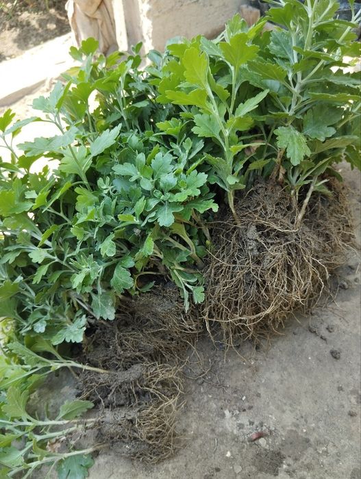 Daromadli biznes xrizantema