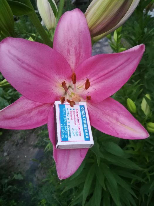 Лилии розовые крупные