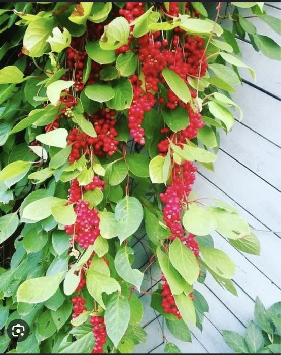 Китайский лимонник