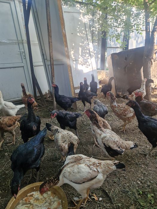 Куры и петухи продам
