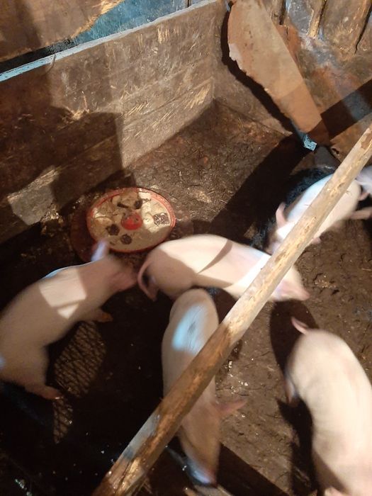 Продам поросят возраст 1мес