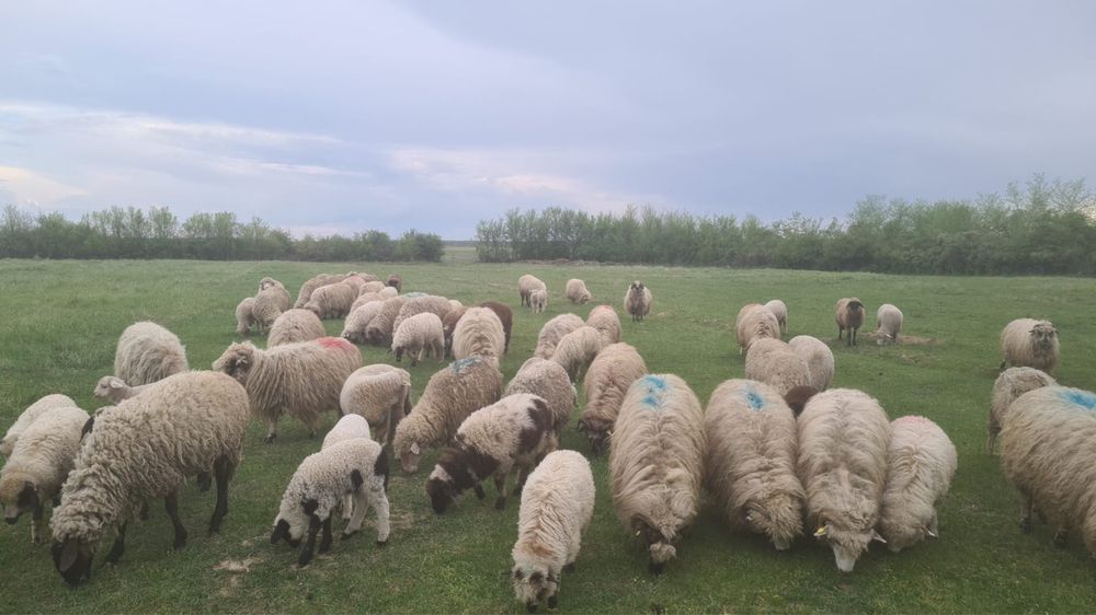 Oi tinere de vanzare