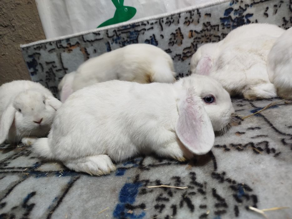 Декоративные куёнлар  алмаз глаз