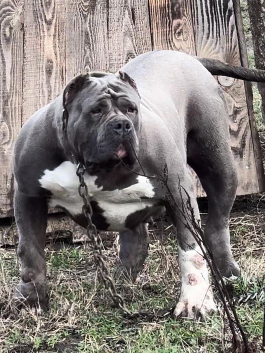 American bully XL / Американско були ХЛ