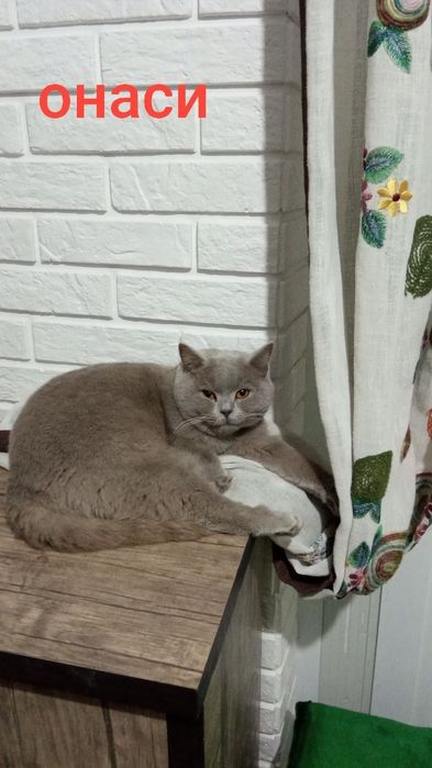 Тоза зотли шиншилла ўғил