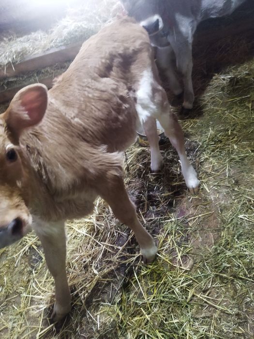 Телочка 1 месяц 100000 тысяч