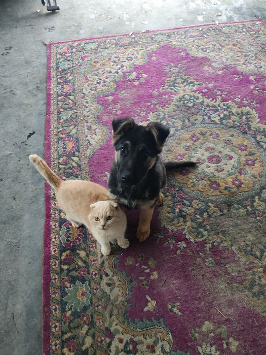 Щенок .Овчарка продам