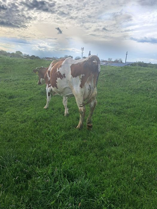 Vând vaca Red Holstein