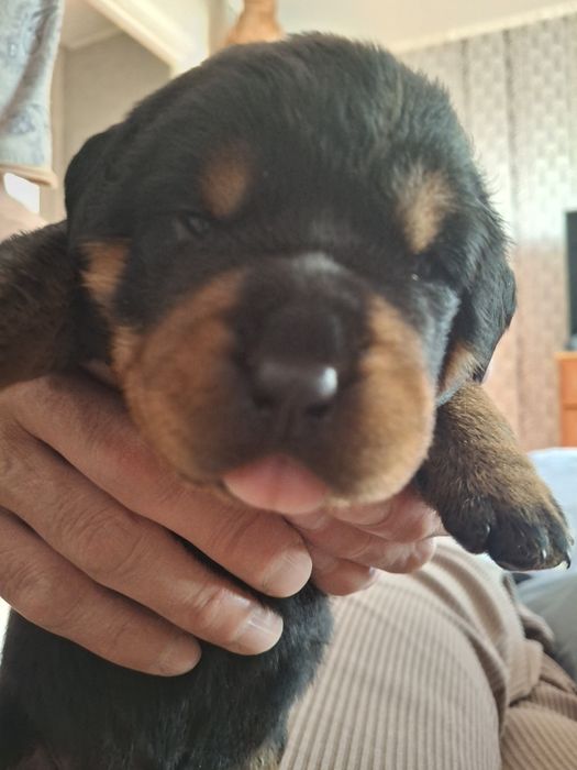 Продам щенков Ротвелеров