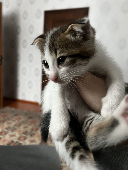 продам котёнка веслоухий мальчик