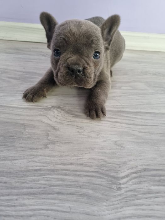 Френски булдог момче