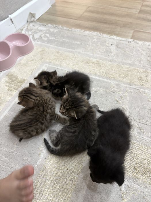Отдам даром кошку