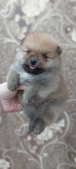 Шпицы щенки готовы к переезду