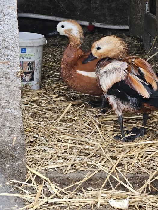 Pereche califar roșu