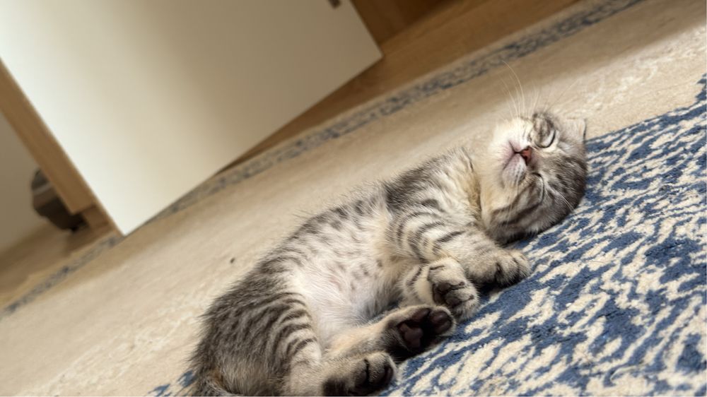 Шотландская кошка