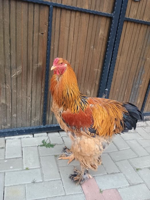Cocoși Brahma de vânzare