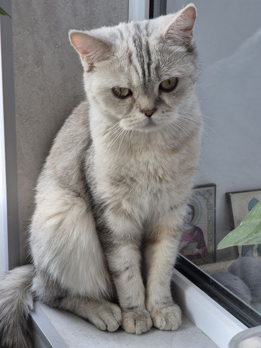 Кошка. Английская короткошерстная