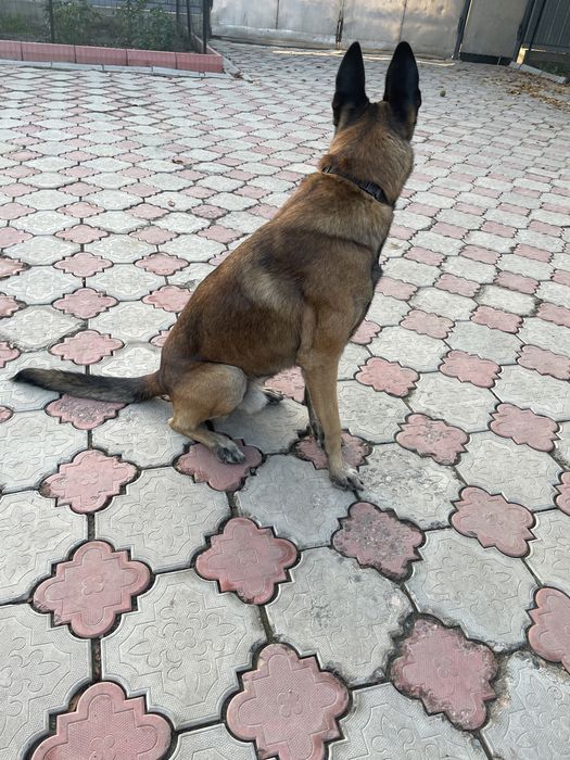 Бельгийская овчарка, Малинуа