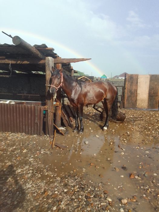 Жеребец, 5 лет..